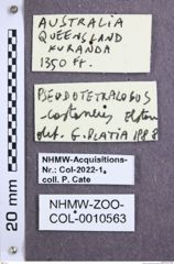 Etikette zu Pseudotetralobus castaneus (NHMW-ZOO-COL-0010563)